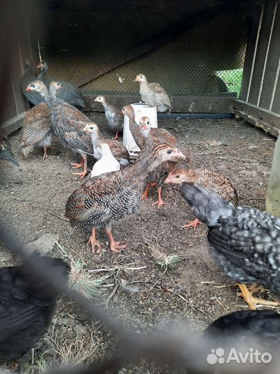 Цыплята цесарки