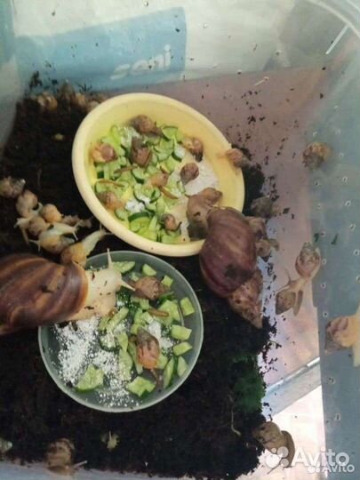 Улитки ахатины бесплатно