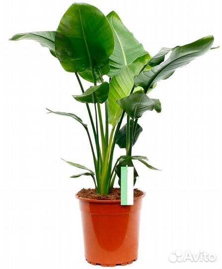 Стрелиция / растения для офиса