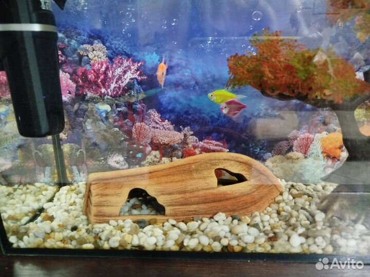 Аквариум