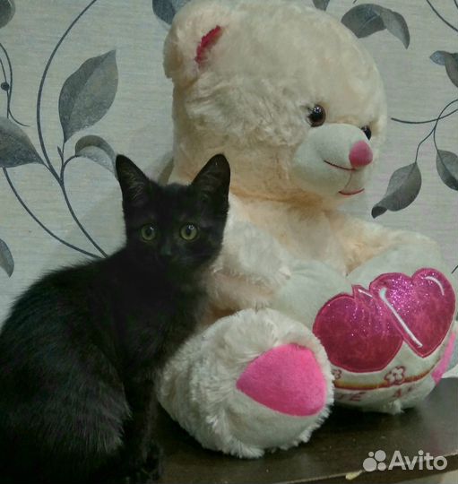 Счастливица Чернышка ищет любящую хозяйку