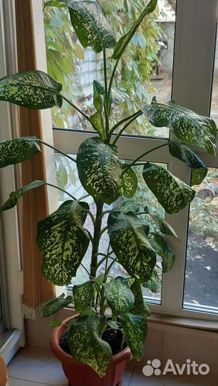 Диффенбахия