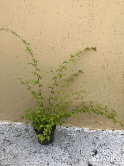 Многолетние садовые кустарники и цветы