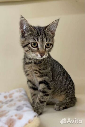 Трогательная полосатая девочка котенок в дар