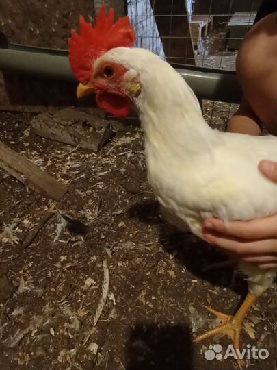 Молодые петушки