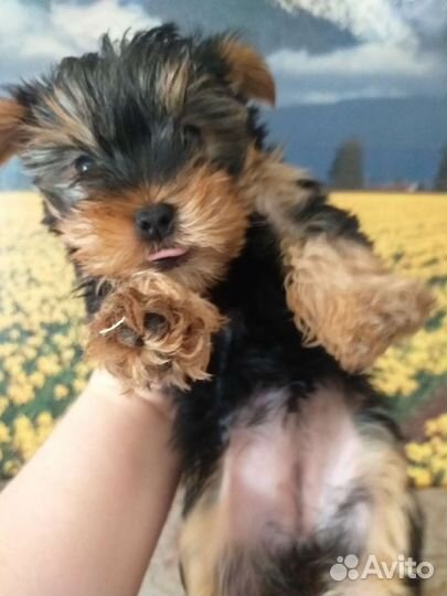 Йоркширский терьер супер мини девочка