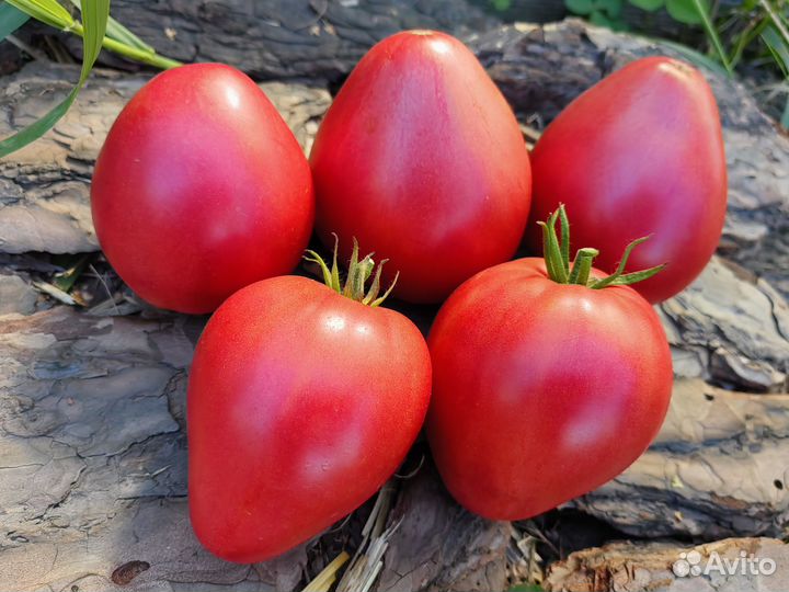 Набор семян с бесплатной доставкой