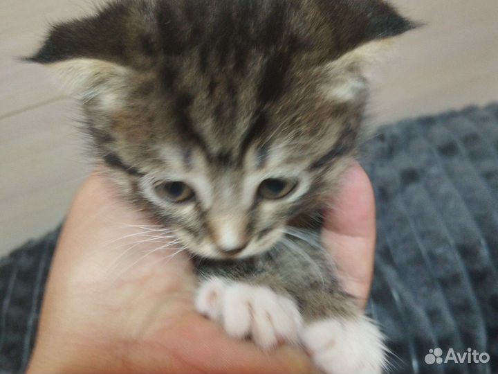 Шотландские вислоухие котята