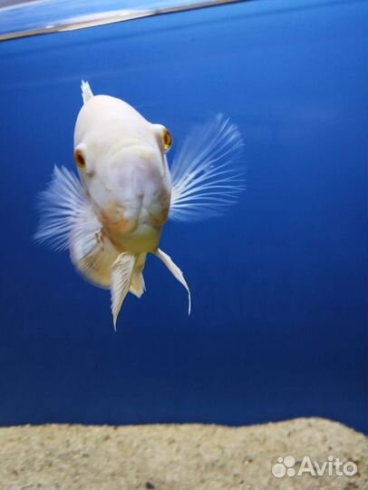 Астранотус