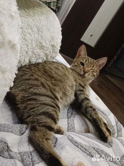 Котик барсик