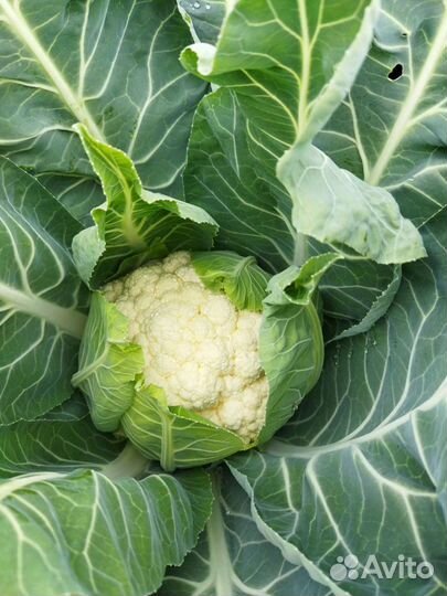 Цветная капуста