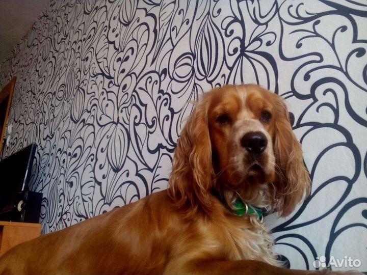 Спаниель на вязку