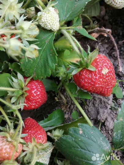 Клубника:Черный принц,сенсация