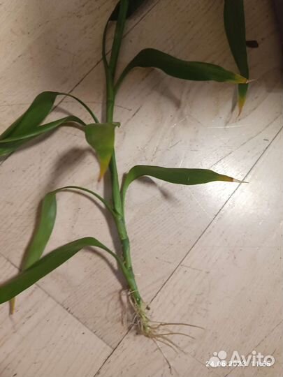 Бамбук счастья