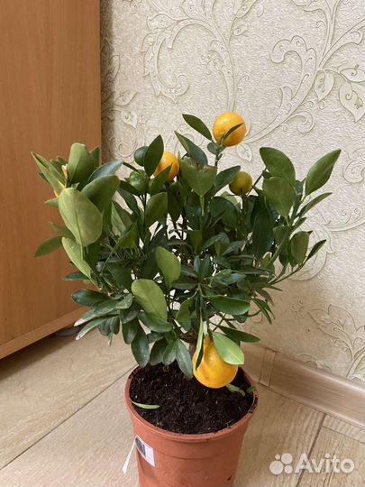 Мандариновое дерево. Комнатное Цитрусовые