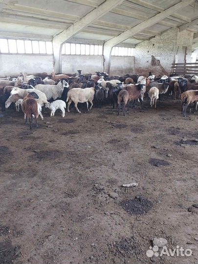 Овцы бараны ягнята