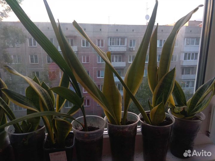 Сансевиерия трехполосная