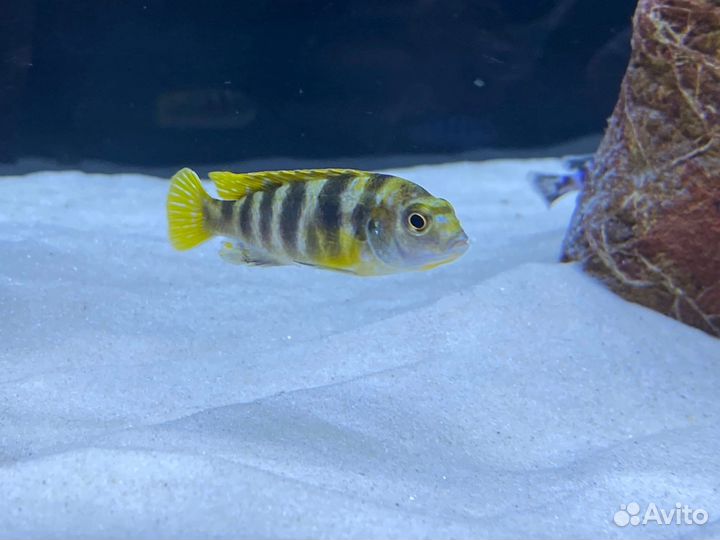 Песок грунт для аквариума