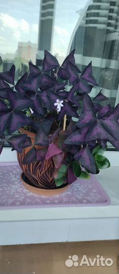 Комнатные растения