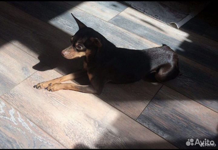 Вязка той-терьер девочка