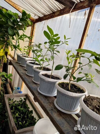 Лимонное дерево с плодами