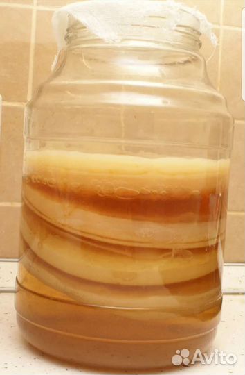 Чайный гриб комбуча