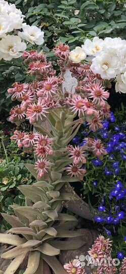 Каменная роза (молодило) Sempervivum calcareum