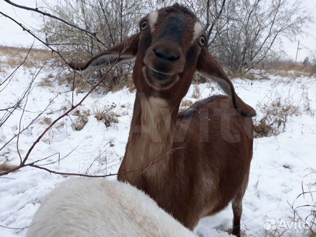 Козье молоко, сыр, топленое масло