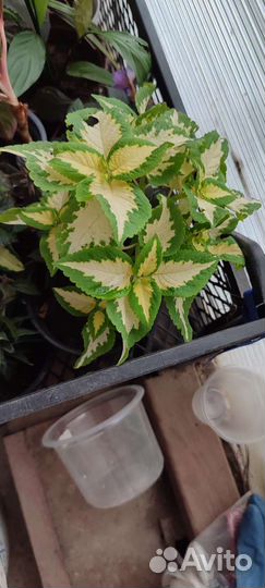 Домашние цветы