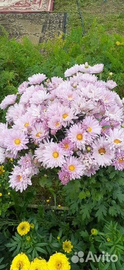 Хризантема