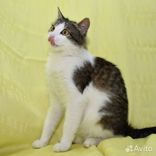 Кошка Лика в добрые руки