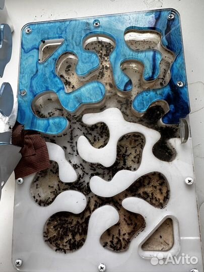 Муравьиная ферма