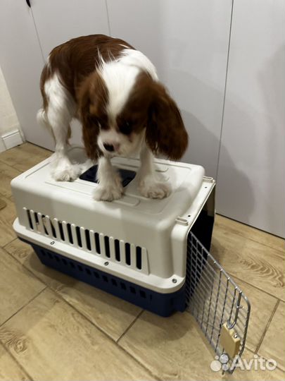 Большая переноска 50*33 высота 35