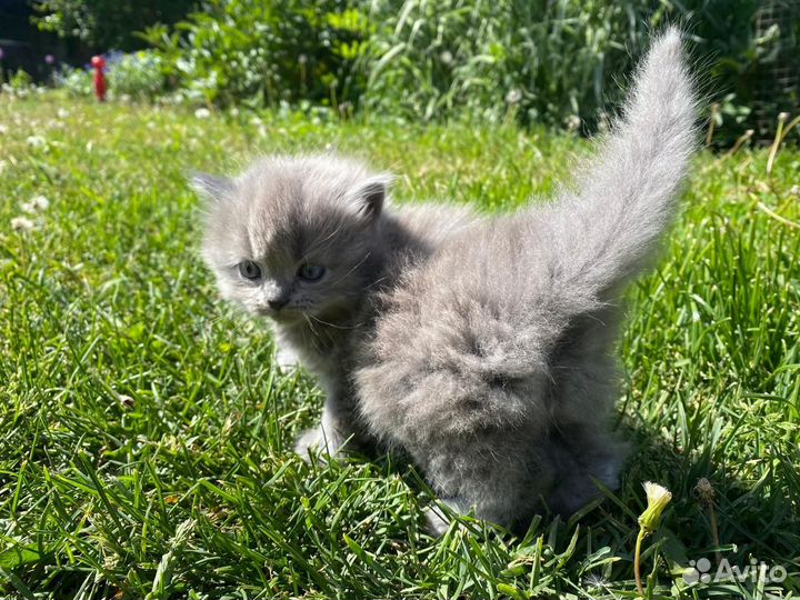 Шотландский котенок