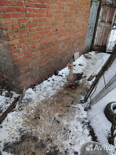 Гусыня Холмагорская