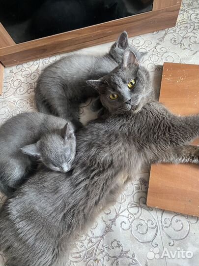 Британская кошка