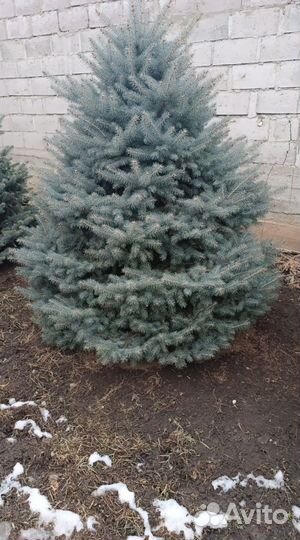 Ели от 1.2м