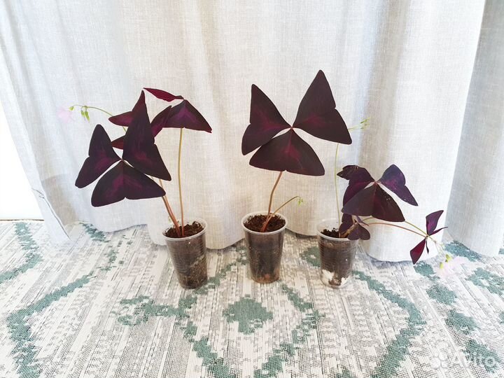 Оксалис фиолетовый кислица комнатное растение