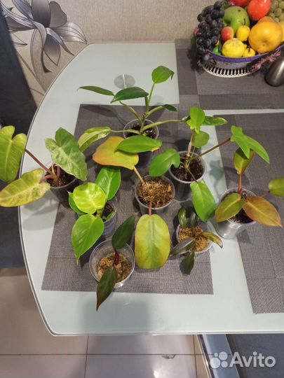 Филодендроны