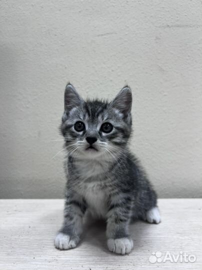 Котята в добрые руки бесплатно
