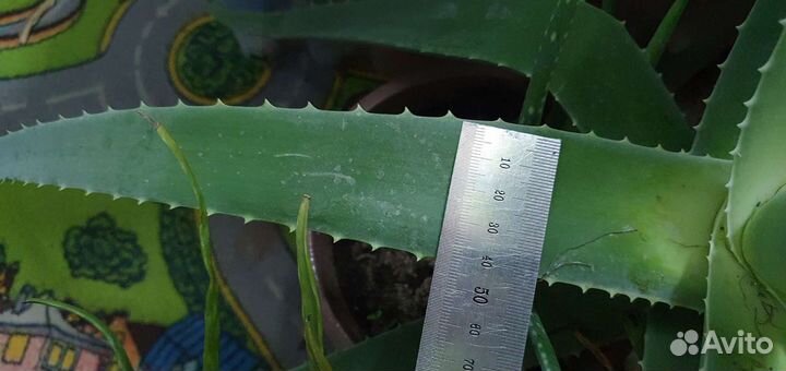 Алоэ Вера листья на срез и растения в горшке