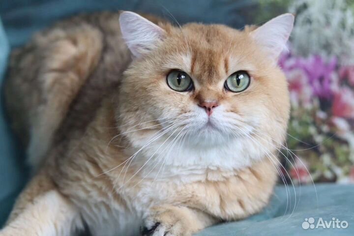 Британский кот в разведение