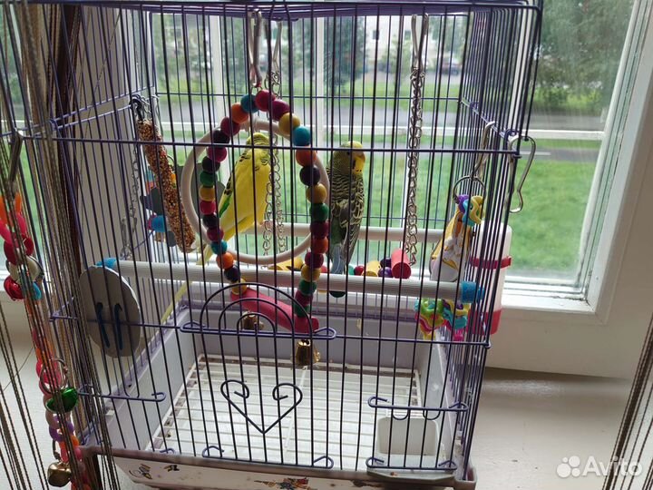 Пара попугаев с клеткой