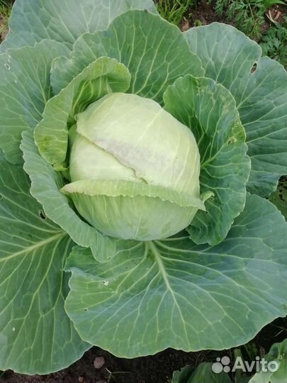 Зелень, сельдерей, укр, пинамбур, хрен