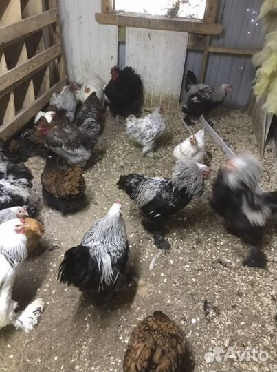 Чёрные Петухи,Куры,Породистая Птица
