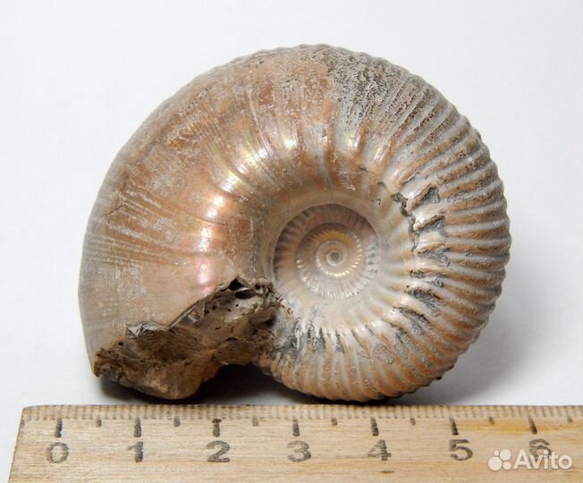 Аммонит Eboraciceras carinatum