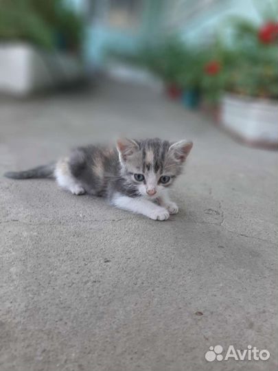 Котята в дар.Девочка трехцветная и мальчик
