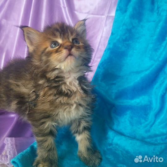 Котята мейн-кун
