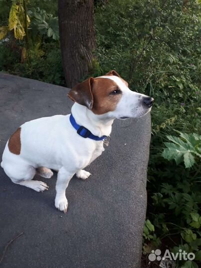 Кобель вязка