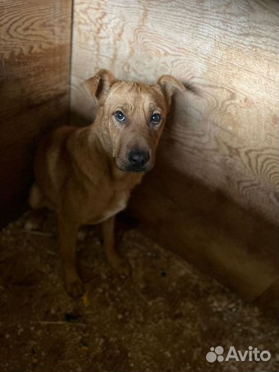 Малыш Тибет в добрые руки